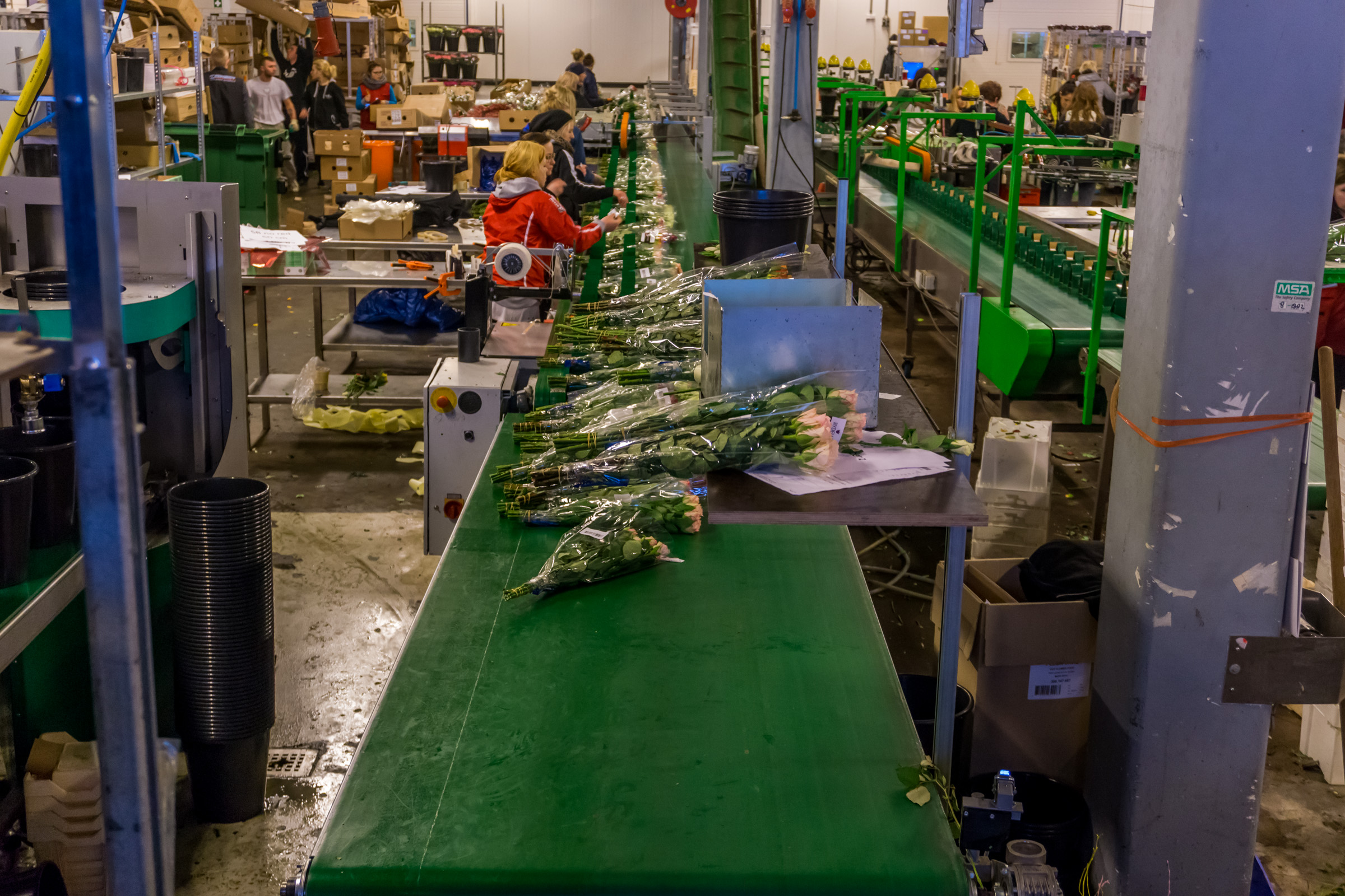 Complete flower processing layout Hortimat