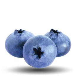 Blueberry grading machines