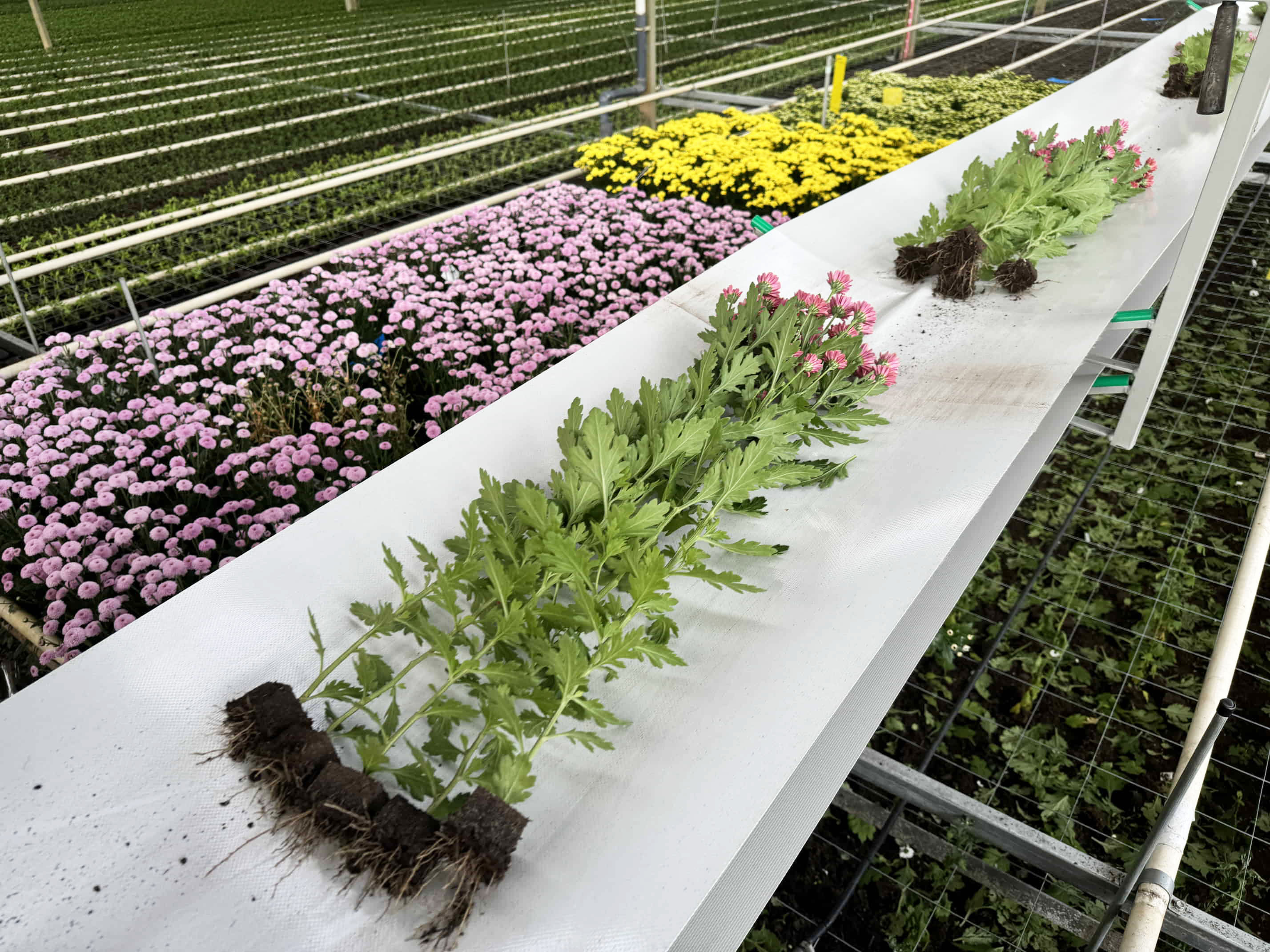 Chrysanten bosmachine volledig gereviseerd voor een klant in Nederland.