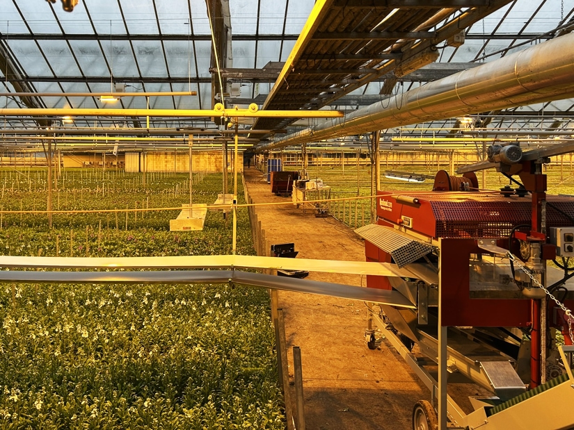 BTM chrysanthemum bunching machine completely renewed by Hortimat